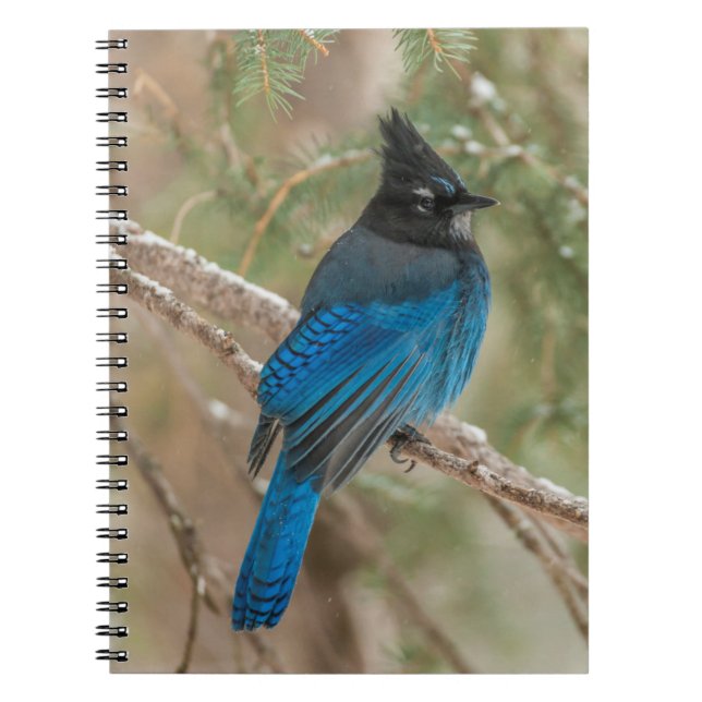 Steller's jay bird in tree notebook (Front)