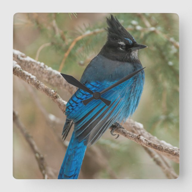 Steller's jay bird in tree square wall clock (Front)