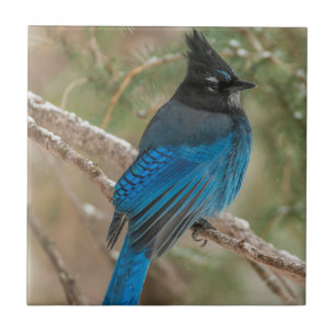 Steller's jay bird in tree tile