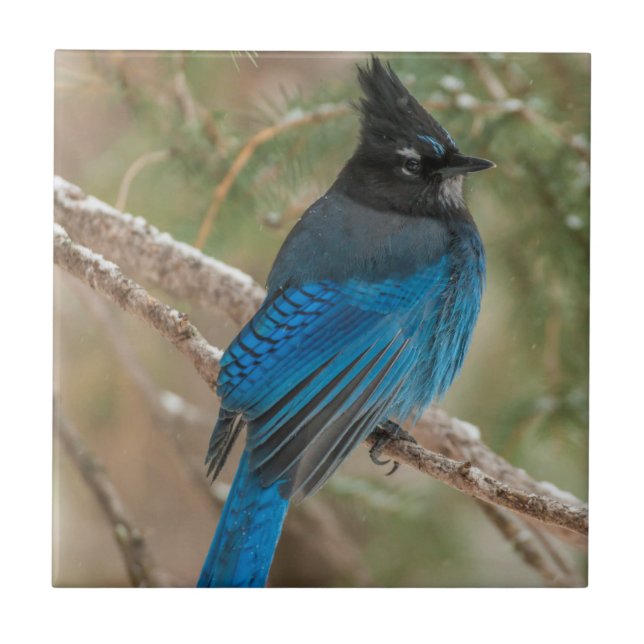 Steller's jay bird in tree tile (Front)