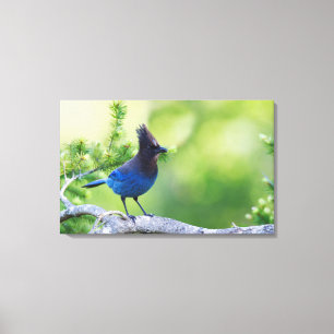 Steller's Jay Canvas Print