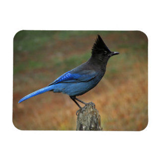 Steller's Jay (Cyanocitta stelleri) Magnet