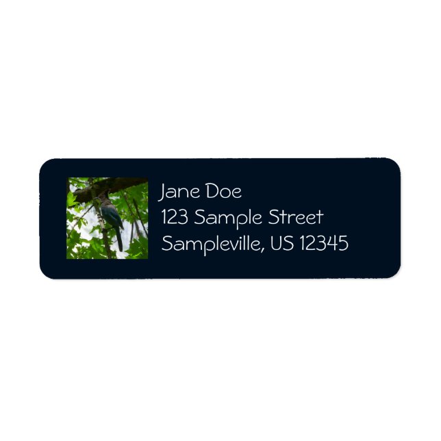 Steller's Jay dans le parc national de Yosemite (Devant)