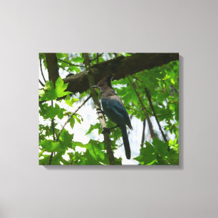 Steller's Jay in Yosemite National Park Canvas Print