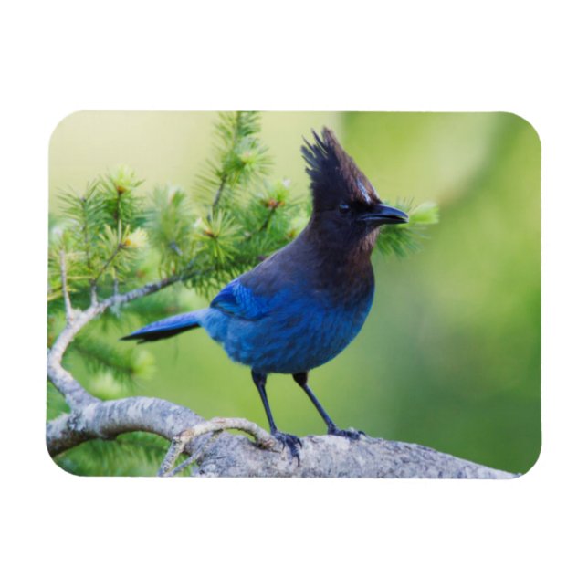 Steller's Jay Magnet (Horizontal)
