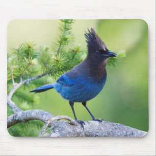 Steller's Jay Mouse Pad