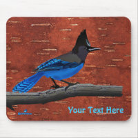 Steller's Jay On Inner Birch Bark