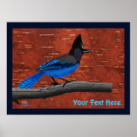 Steller's Jay On Inner Birch Bark