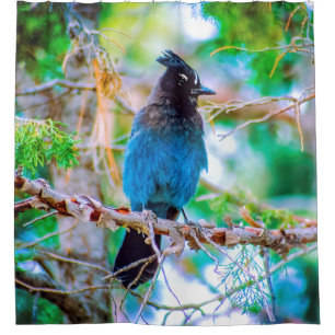 Steller's Jay - Original Photograph