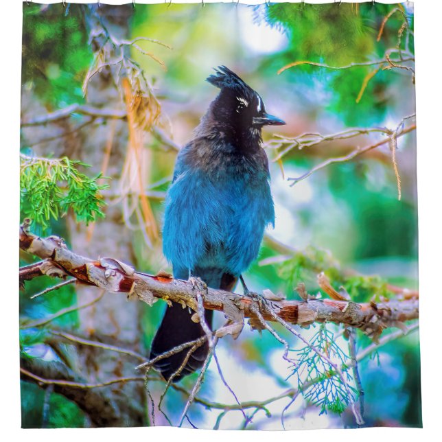 Steller's Jay - Original Photograph (Front)