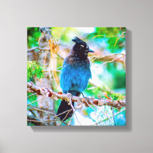 Steller's Jay - Original Photograph Canvas Print
