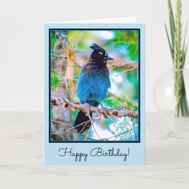 Steller's Jay - Original Photograph Card (Front)