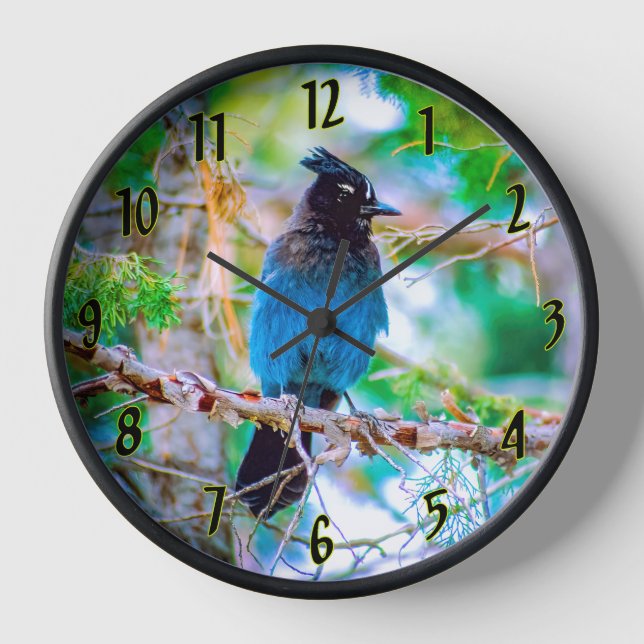 Steller's Jay - Original Photograph Clock (Front)