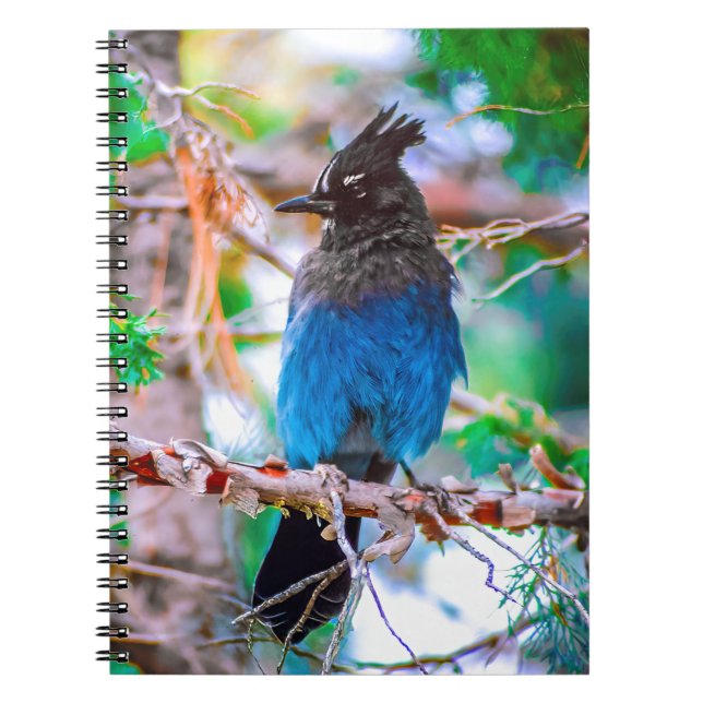 Steller's Jay - Original Photograph Notebook (Front)