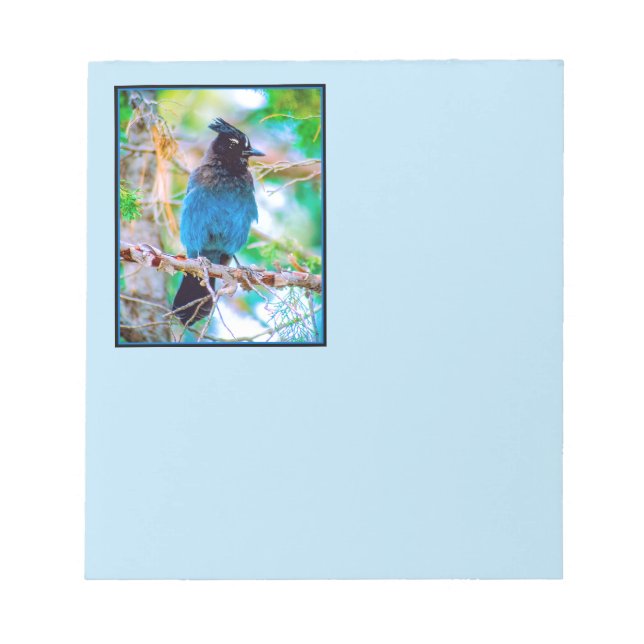 Steller's Jay - Original Photograph Notepad (Front)