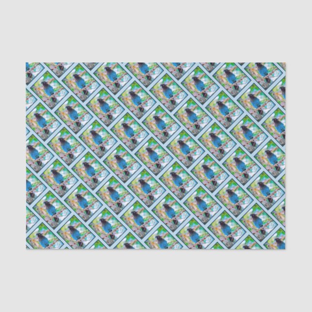 Steller's Jay - Original Photograph Tissue Paper (Front)