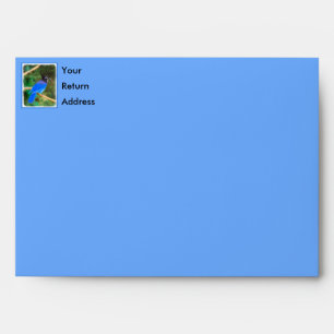 Steller's Jay Painting - Original Bird Art Envelope