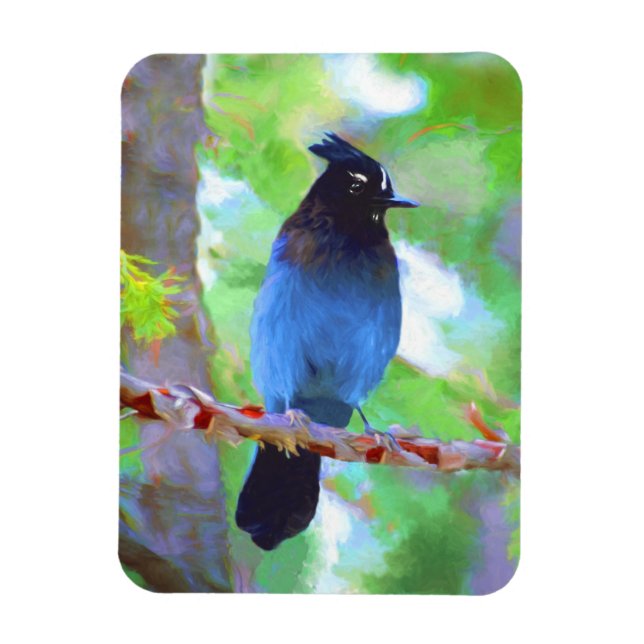Steller's Jay Painting - Original Bird Art Magnet (Vertical)