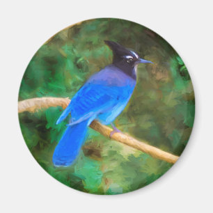 Steller's Jay Painting - Original Bird Art Magnet