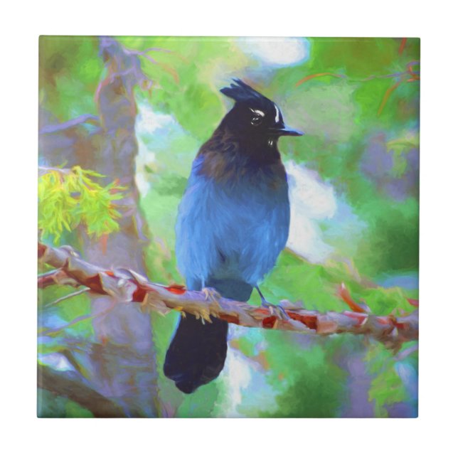 Steller's Jay Painting - Original Bird Art Tile (Front)