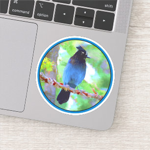 Steller's Jay Painting - Original Wild Bird Art