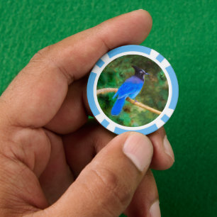 Steller's Jay Painting - Original Wild Bird Art Poker Chips