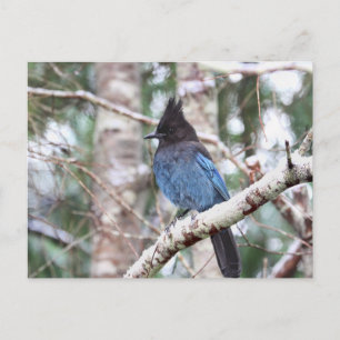 Steller's Jay Postcard