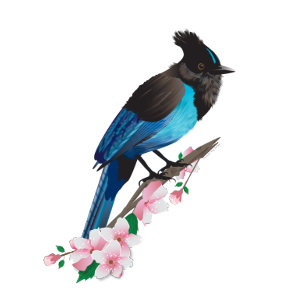Steller's Jay Stretched Canvas Print