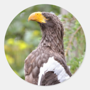 Steller's Sea Eagle Classic Round Sticker