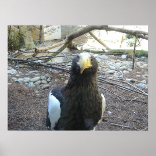 Steller's Sea Eagle Poster