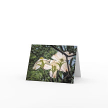 Stenton Garden Series-Dogwood Blooms