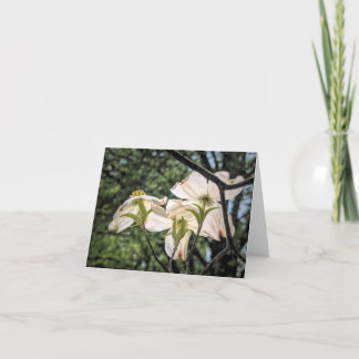 Stenton Garden Series-Dogwood Blooms Thank You Card
