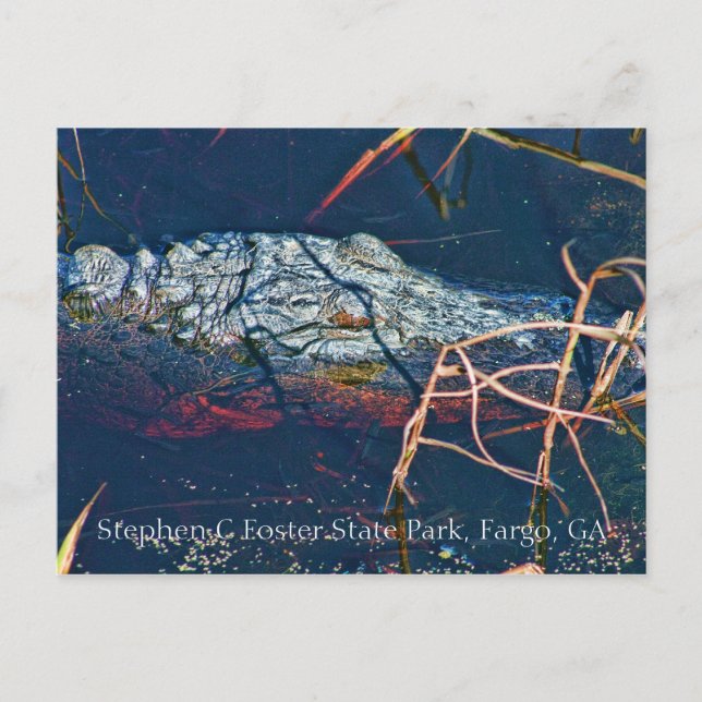 Stephen C Foster State Park, Gator Postcard (Front)