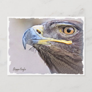 Steppe Eagle Postcard