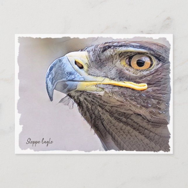 Steppe Eagle Postcard (Front)