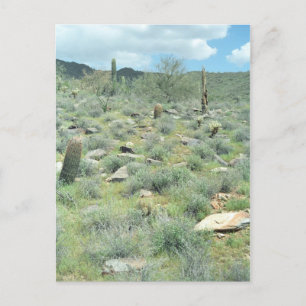 Stepping Stones Sonoran Arizona Photo Postcard