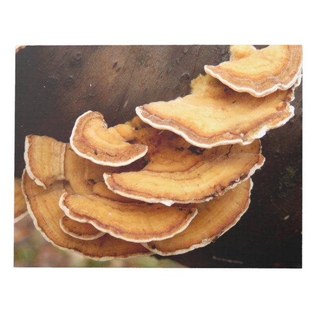 Stereum Hirsutum Fungi Notepad (Front)