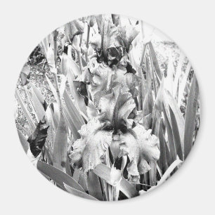 Sterling Irises.... Magnet