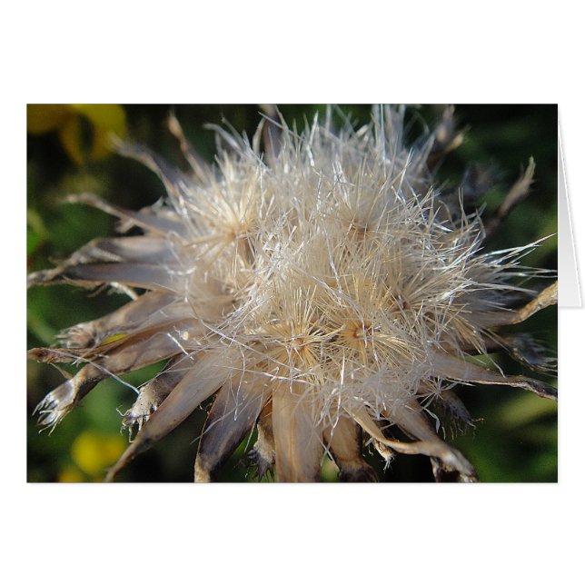 Sternförmige Strohblüte, Grusskarte, blanko (Devant horizontal)