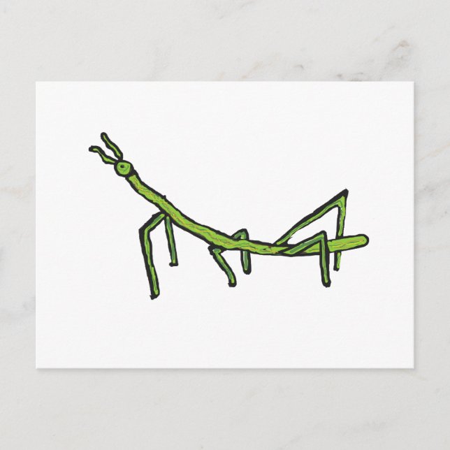 Stick Bug Insect Postcard (Front)