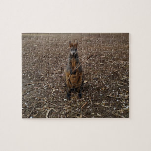 Stick Eating Australian Wallaby, Jigsaw Puzzle
