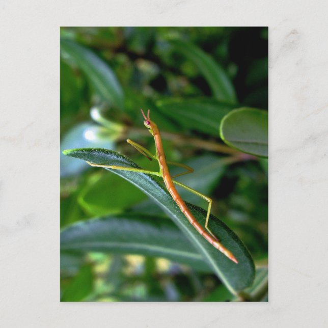 stick insect postcard (Front)