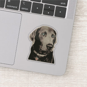 Sticker 100% Labrador Silver Lab