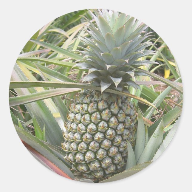 Sticker à ananas (Devant)
