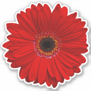 Sticker à baise rouge Gerber Daisy