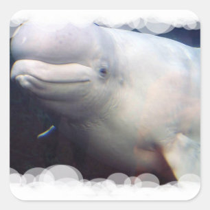 Sticker à baleine de Beluga