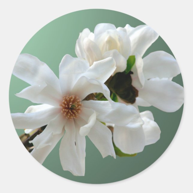 Sticker à enveloppe Magnolia Stellata (Devant)