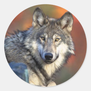 Sticker à étoiles Wolf