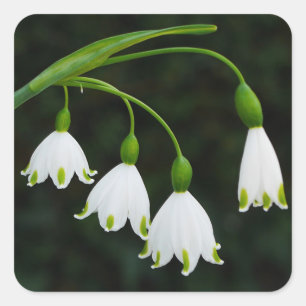 Sticker à fleurs de neige de printemps