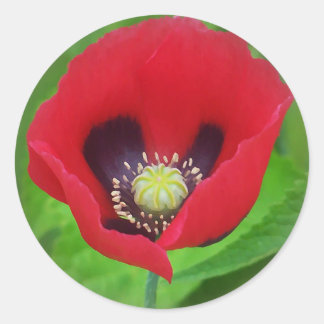 Sticker à fleurs de pavot